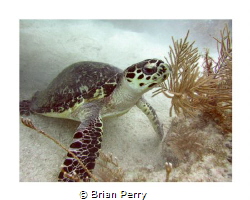 Hawksbill Turtle, Key Largo Florida by Brian Perry 